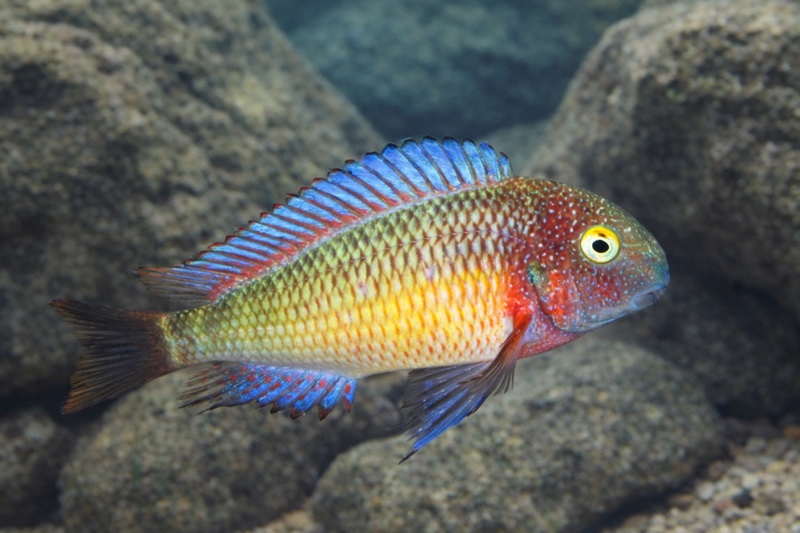 Tropheus moorii 'Lufubu'